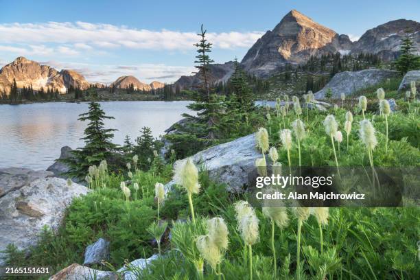 western pasqueflower valhalla provincial park - kootenays british columbia bildbanksfoton och bilder