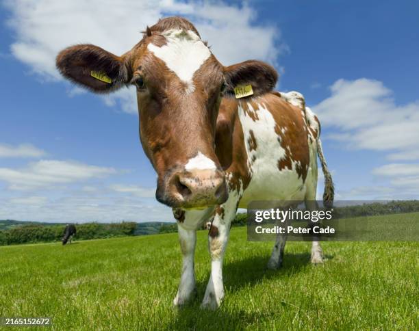 guernsey cow in field looking at camera - hooved animal stock pictures, royalty-free photos & images