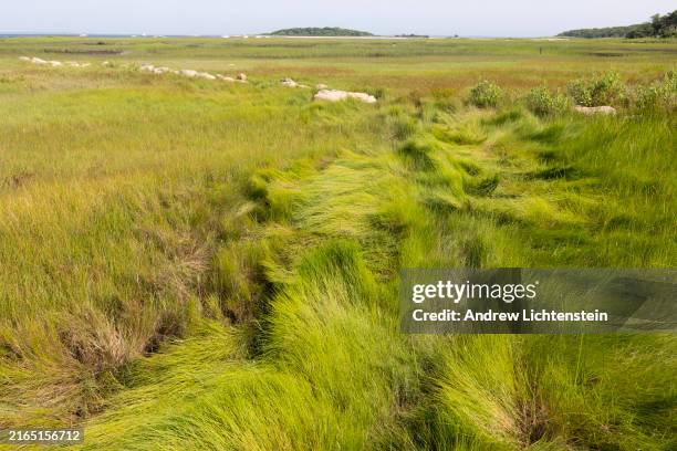 Am increasingly rare salt water marsh, preserved as part of a state park, July 21 on West Island, Massachusetts. Rising sea levels are an...