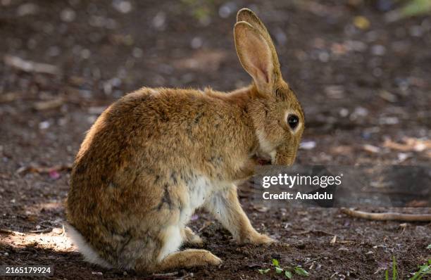 Asia Rabbits 5,994 Asian Bunny Stock Photos, High-Res Pictures, and Images - Getty ...