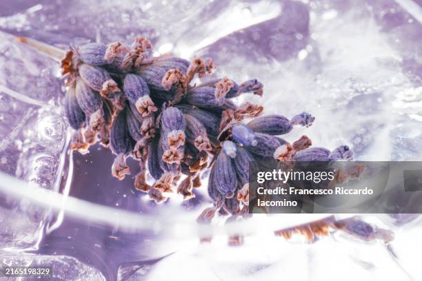lavender flower on ice glass - aromatherapy stock pictures, royalty-free photos & images
