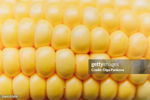 corn kernels close-up, cob - popcorn kernel stock pictures, royalty-free photos & images