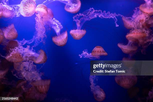 jellyfish swimming in a tank - ongewerveld dier stockfoto's en -beelden