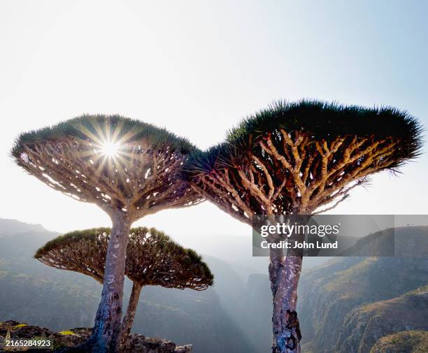 socotra island dragon blood trees - socotra dragon tree stock pictures, royalty-free photos & images
