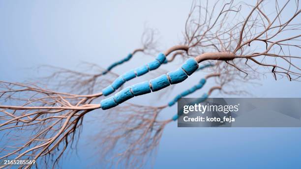 neurones cellules - sclérose en plaques photos et images de collection