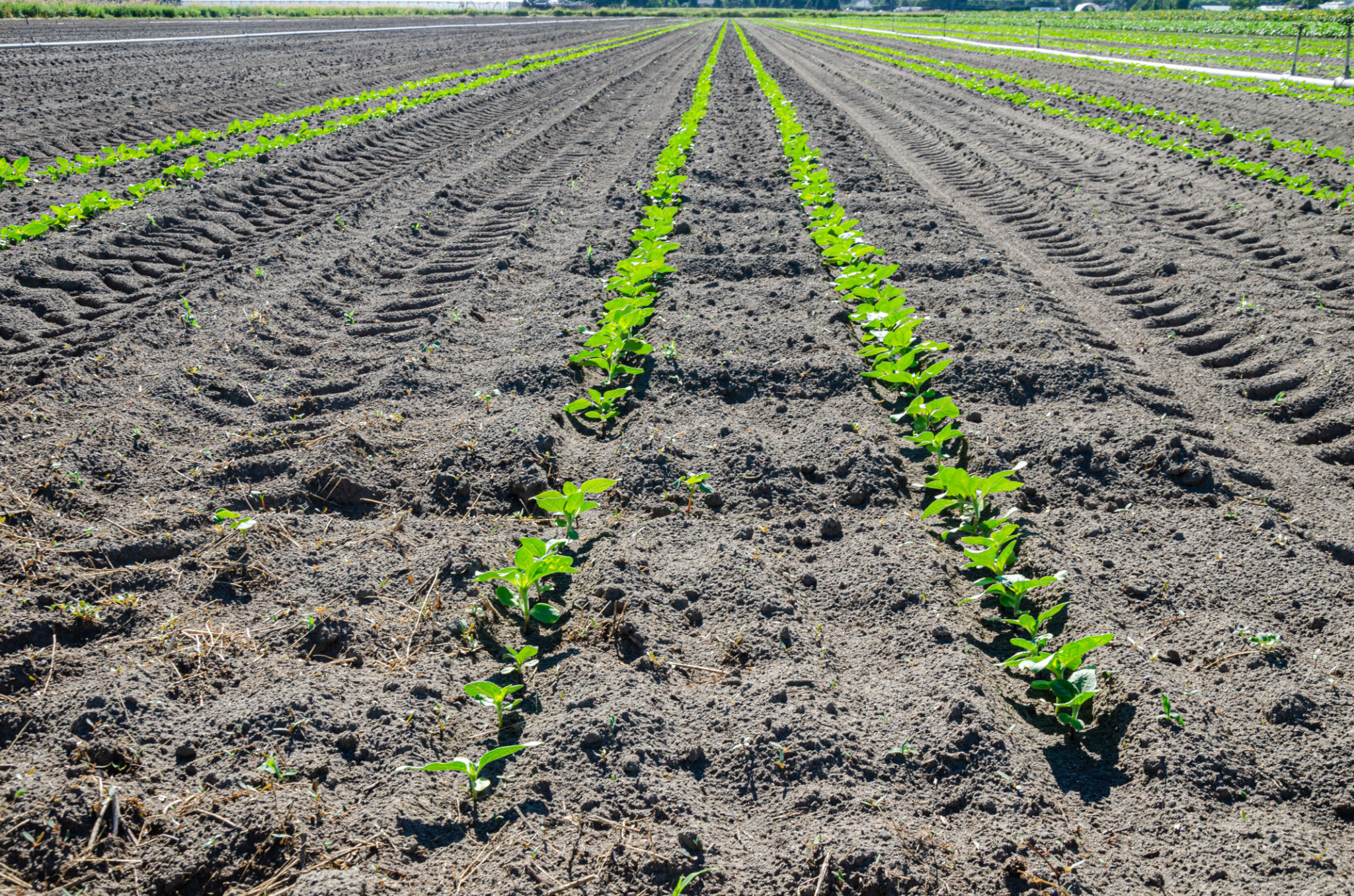 Sunflower cultivation in a flower farm in the Fraser Valley, BC, Canada Sunflower cultivation in a flower farm in the Fraser Valley, BC, Canada