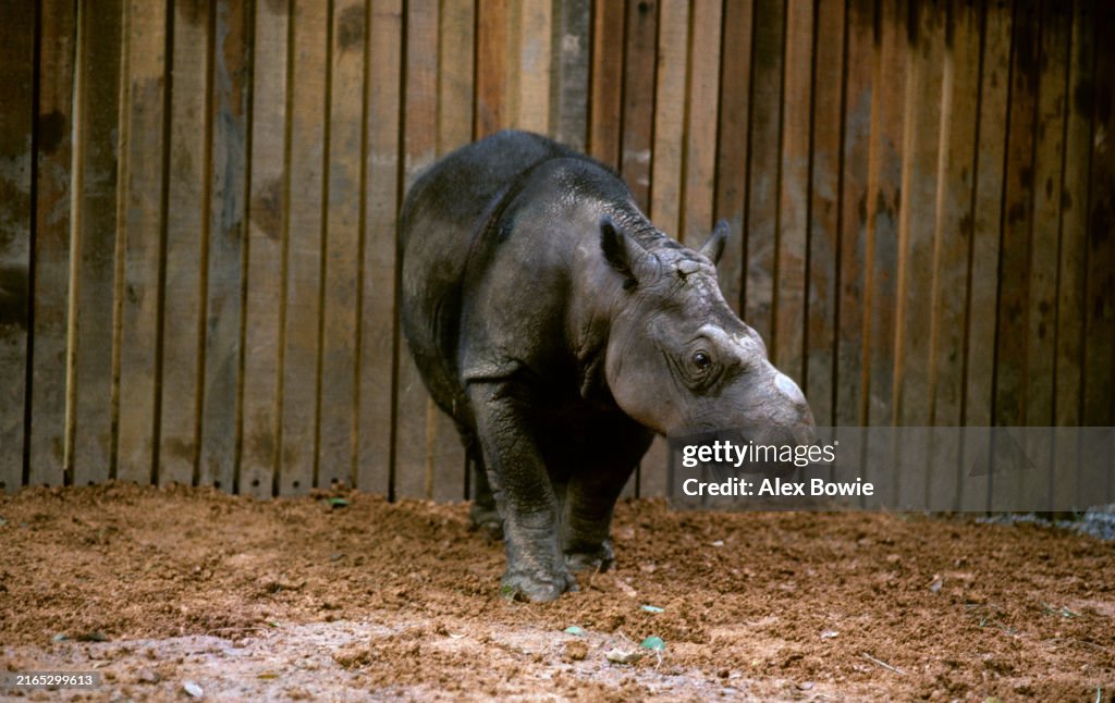 Endangered Sumatran Rhino
