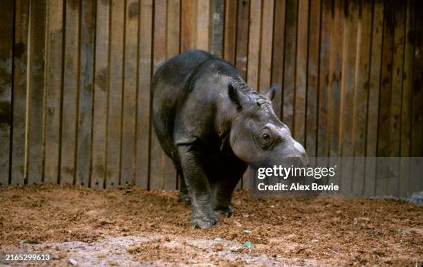 Kertam 59 Sumatran Rhinoceros Malaysia Stock Photos, High-Res Pictures, and ...