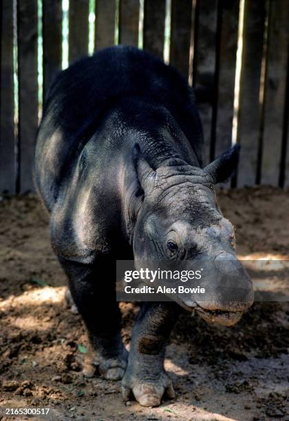 Kertam 59 Sumatran Rhinoceros Malaysia Stock Photos, High-Res Pictures, and ...