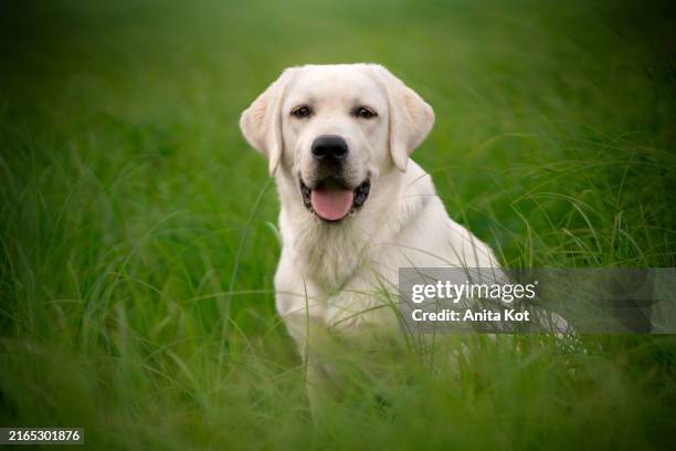 portrait of a labrador retriver dog - labrador stock-fotos und bilder