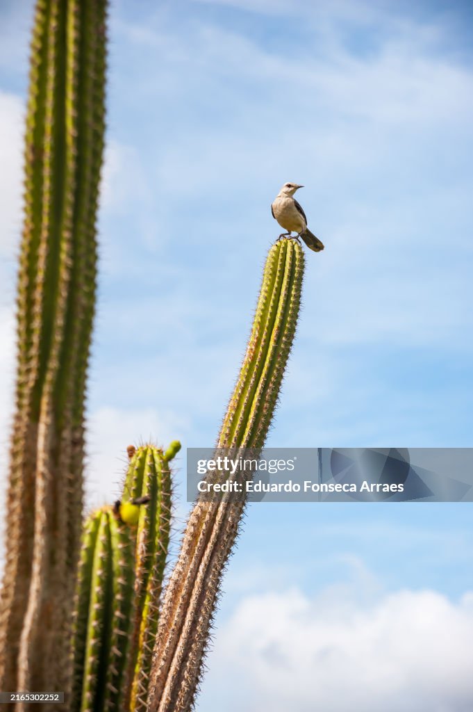 A tropical mockingbird bird (Mimus gilvus, known as Sabiá-da-praia) perching on the tip of a cactus