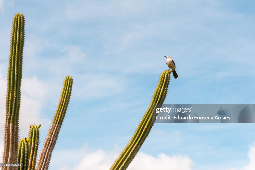 A tropical mockingbird bird (Mimus gilvus, known as Sabiá-da-praia) perching on the tip of a cactus