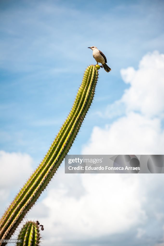 A tropical mockingbird bird (Mimus gilvus, known as Sabiá-da-praia) perching on the tip of a cactus