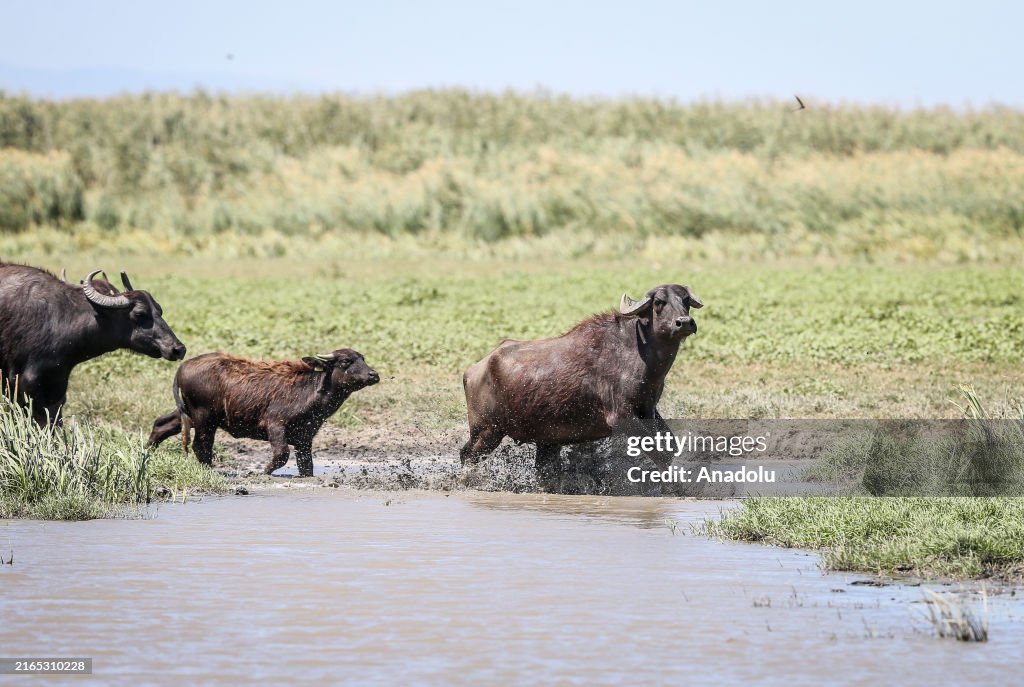 Summer season affects animals in Turkiye's Bursa