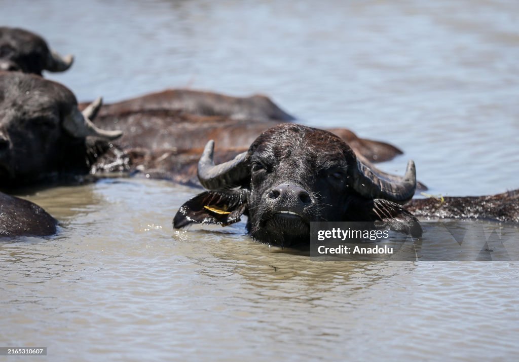 Summer season affects animals in Turkiye's Bursa