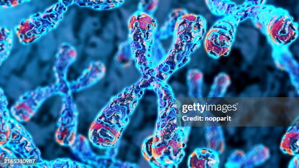 chromosom mit telomeren. - chromosom stock-fotos und bilder