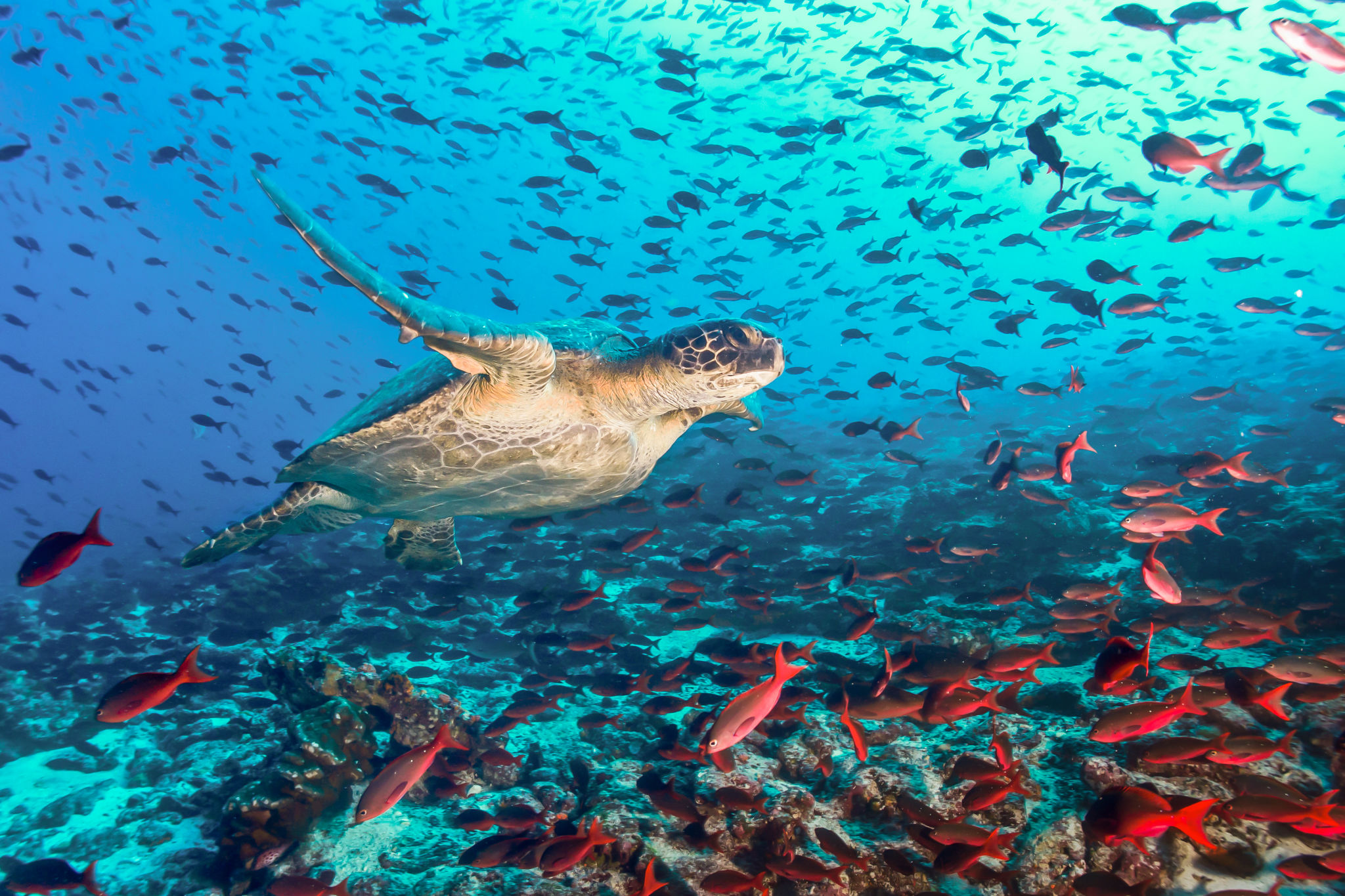 marine life