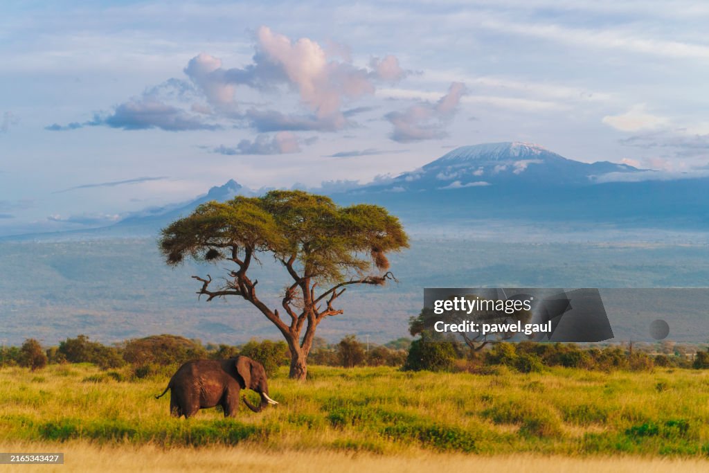 Afrikanischer Elefant vor dem Kilimandscharo bei Sonnenuntergang im Amboseli Nationalpark, Kenia