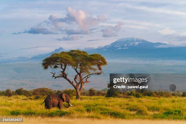elefante africano em frente à montanha kilimanjaro durante o pôr do sol no parque nacional amboseli, quênia - parque-nacional-de-amboseli - fotografias e filmes do acervo