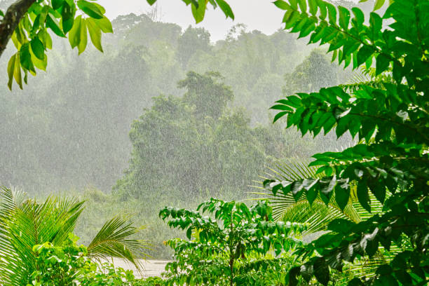 Tropical Rin 3,184 Tropical Rain Forests Stock Photos, High-Res Pictures, and Images ...