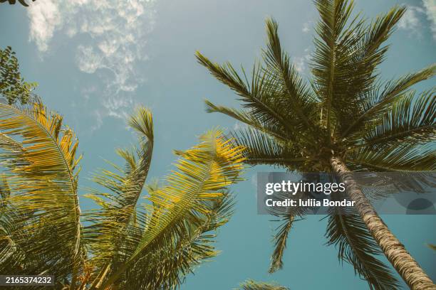 palm leaves background - palm tree stock pictures, royalty-free photos & images