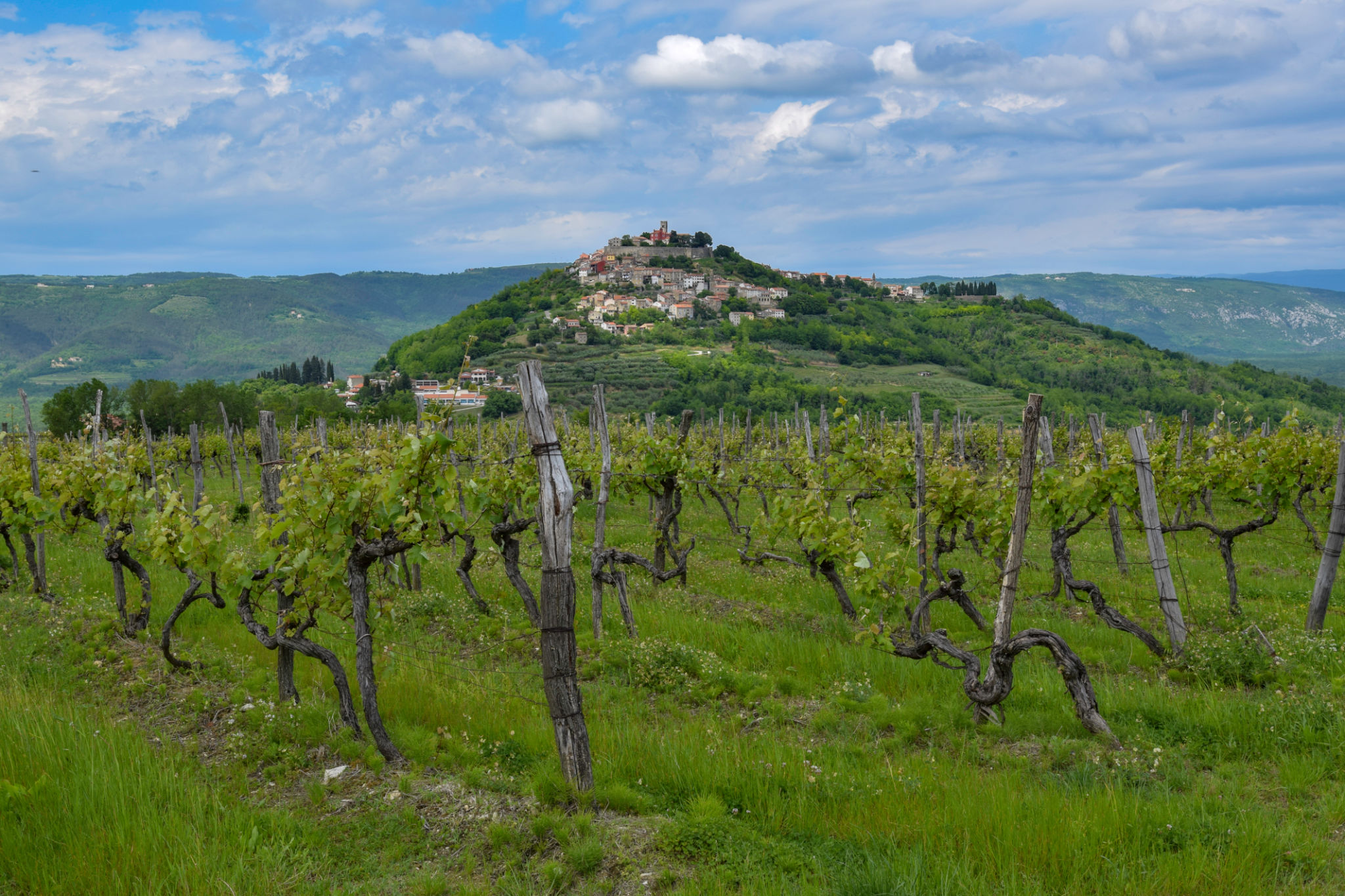 istrian vineyard