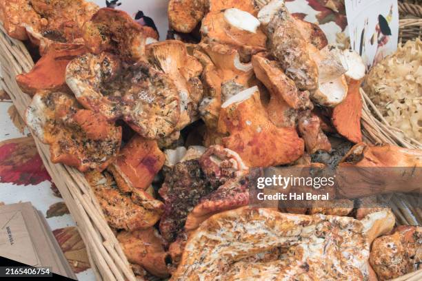 wild lobster mushrooms for sale at farmer's market - hypomyces-lactifluorum fotografías e imágenes de stock