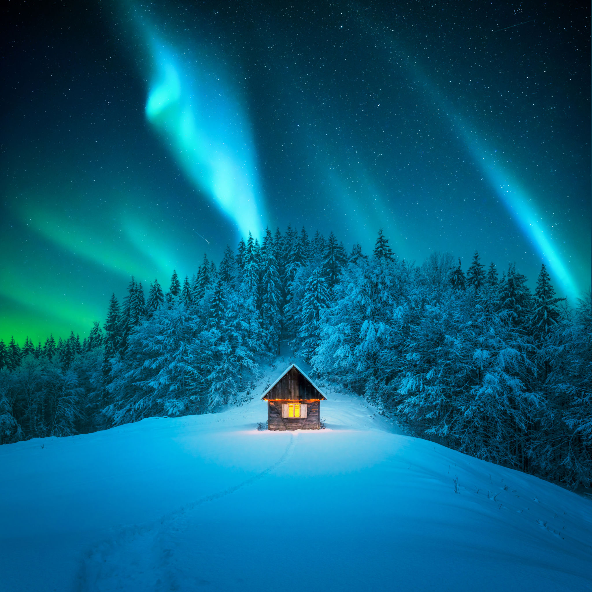 winter forest