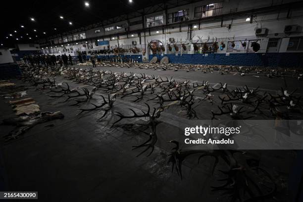 View of the pieces from the illegal hunting of endangered species after an operation as the Minister of Security of Argentina holds a press...