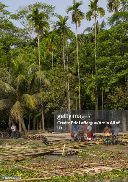 Harata Tree 7,226 Men Cutting Trees Stock Photos, High-Res Pictures, and Images ...