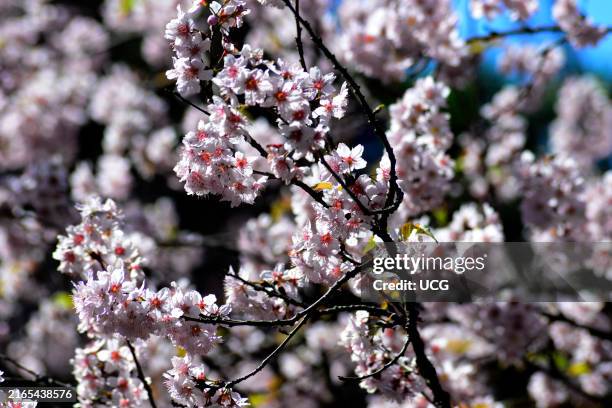The 44th Cherry Blossom Festival on August 2, 2024 at Parque do Carmo "Olavo Setubal", in the Itaquera neighborhood, east of Sao Paulo.