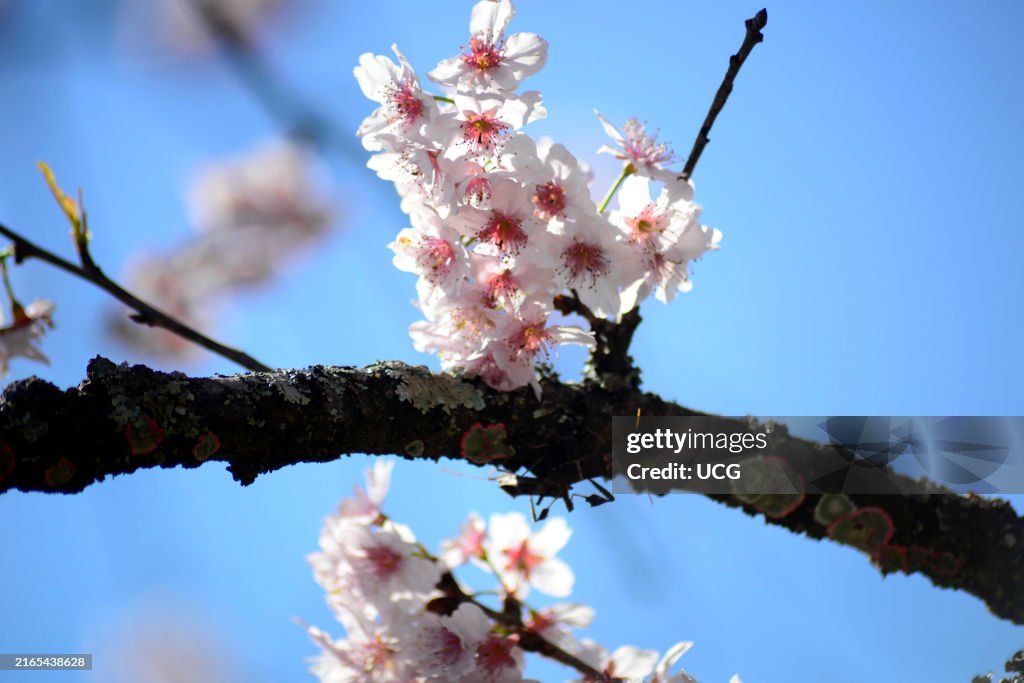 Cherry Blossom Festival in Sao Paulo, Brazil