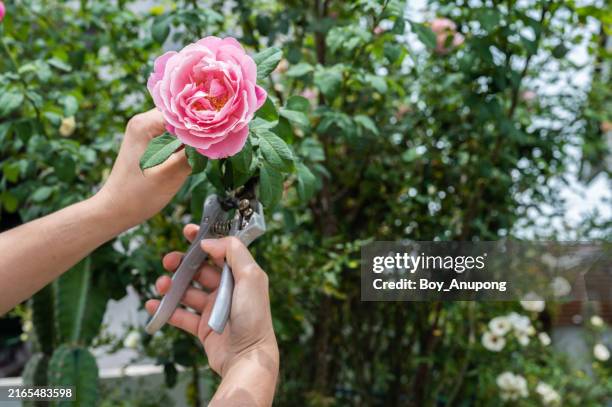 cropped shot view of someone trying to cut a roses from rose tree. - rose colored stock pictures, royalty-free photos & images