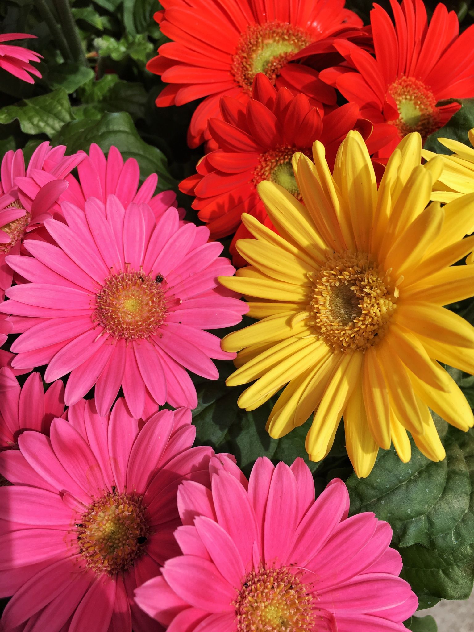 gerbera flowers