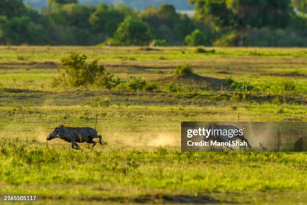 warthogs in maasai mara. - masai mara national reserve stock pictures, royalty-free photos & images