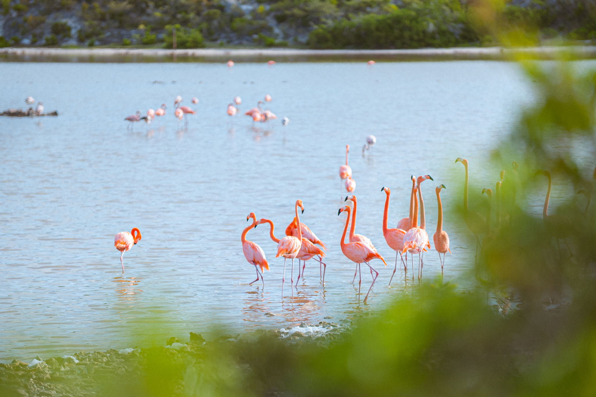 eco travel bahamas