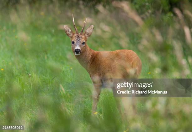 Aussie Roe Roe Deer High-Res Stock Photo - Getty Images