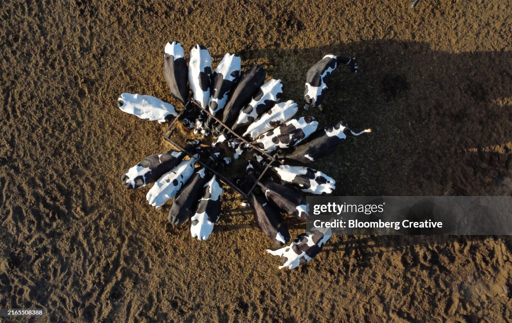 Cattle Feeding In A Circle