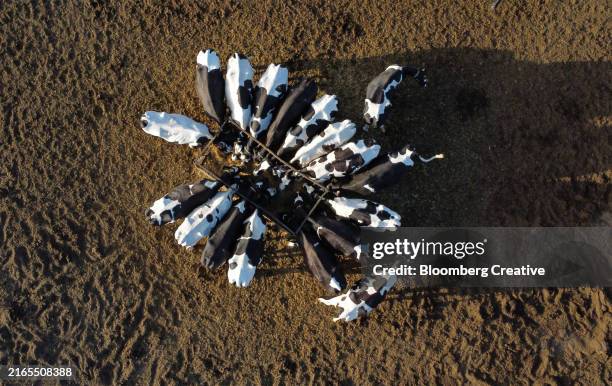 cattle feeding in a circle - drone point of view cattle stock pictures, royalty-free photos & images