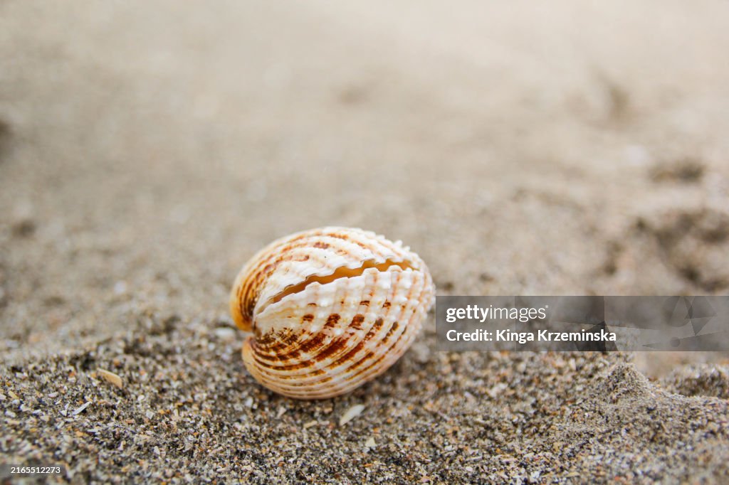 Cockle shell