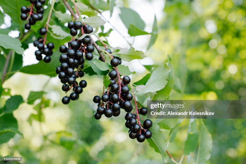 Prunus serotina. Wild black cherry ripe berries in garden