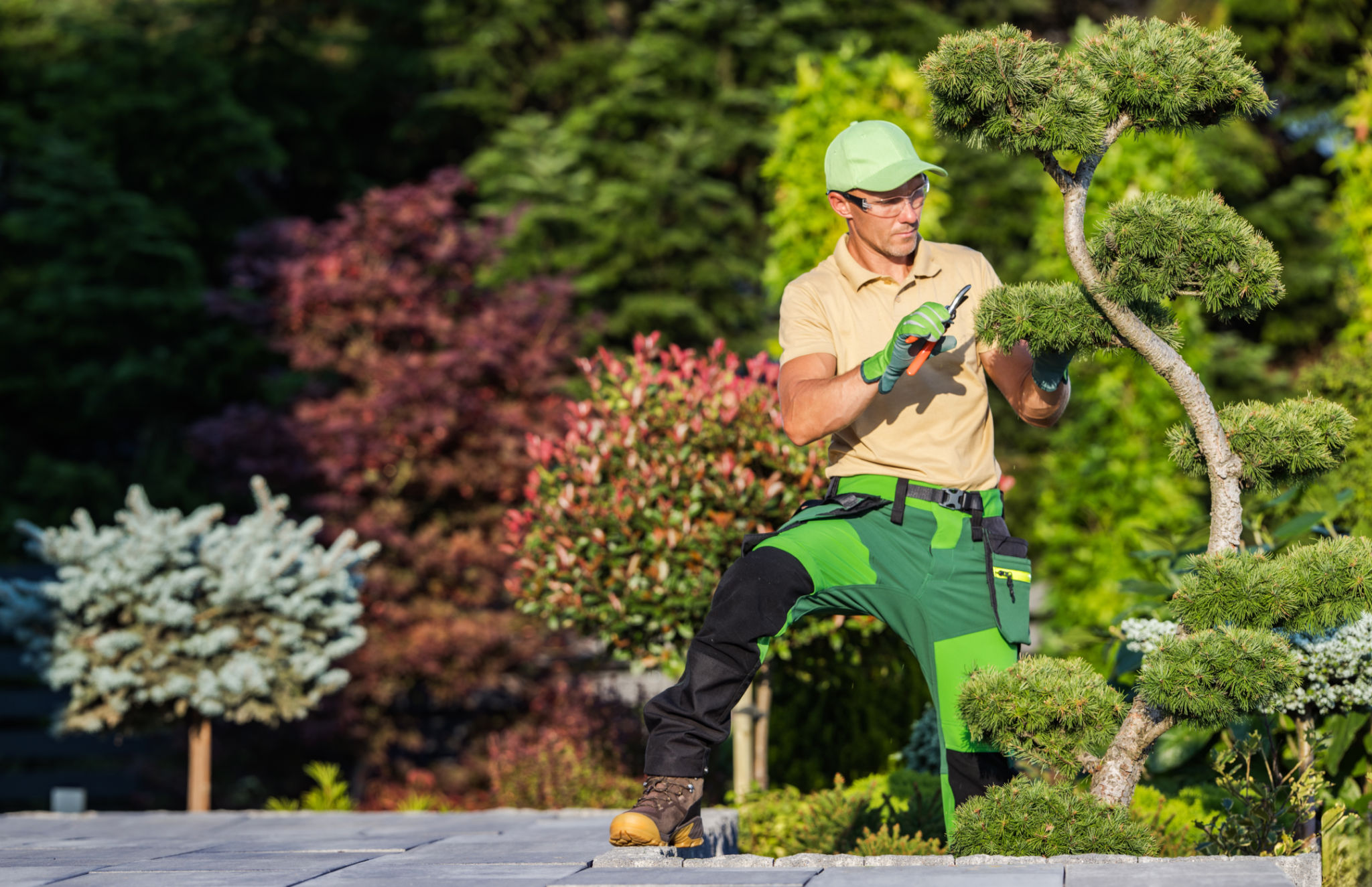 summer tree maintenance