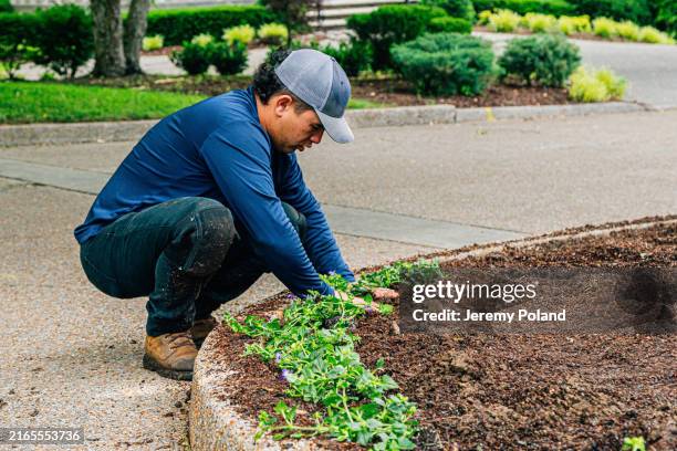 young hispanic latino man planting a flowerbed in a neighborhood green space - landscaped stock pictures, royalty-free photos & images