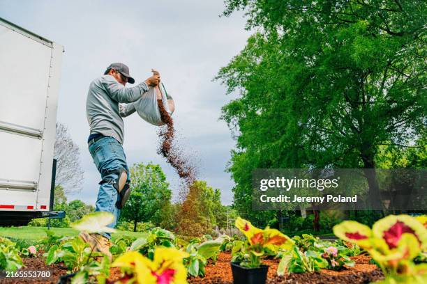 vue en contre-plongée d’un homme latino épandant un amendement de sol à partir d’un sac tout en plantant un parterre de fleurs dans un espace vert du quartier - terrain paysagé photos et images de collection