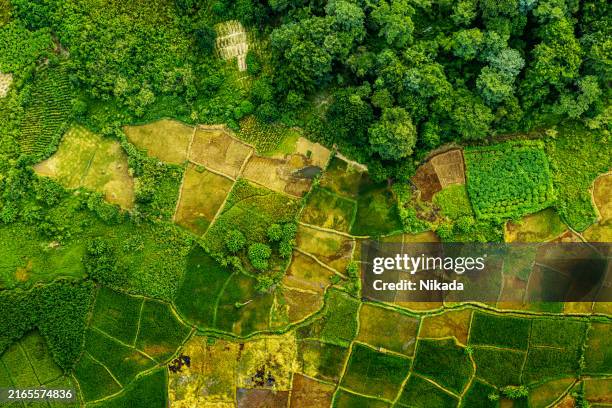 luftaufnahme von üppigen grünen feldern und wäldern in malawi, afrika - biodiversität stock-fotos und bilder