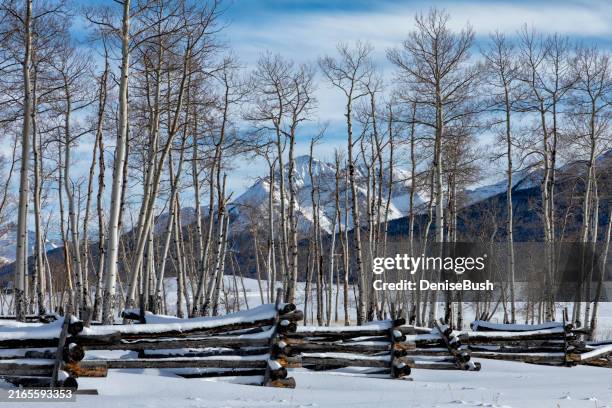 sunshine through aspens, telluride - telluride colorado stock pictures, royalty-free photos & images