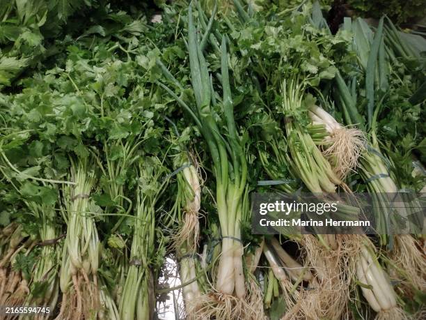 chives and coriander - coriander seed stock pictures, royalty-free photos & images