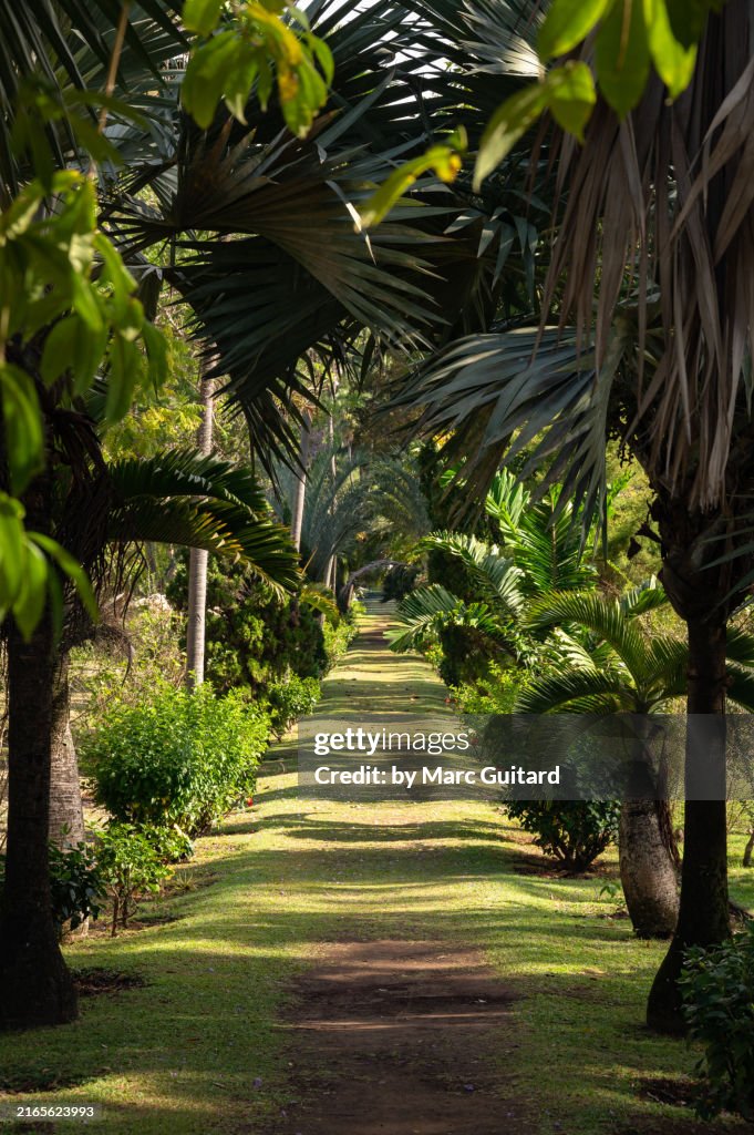 Palm fringed footpath at the Saint Vincent Botanical Gardens, Kingstown, Saint Vincent and the Grenadines