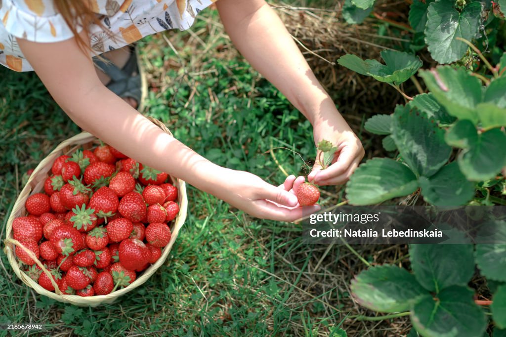 Organic farming scene: top view close-up of a child picking berries into a basket, with natural mulching visible
