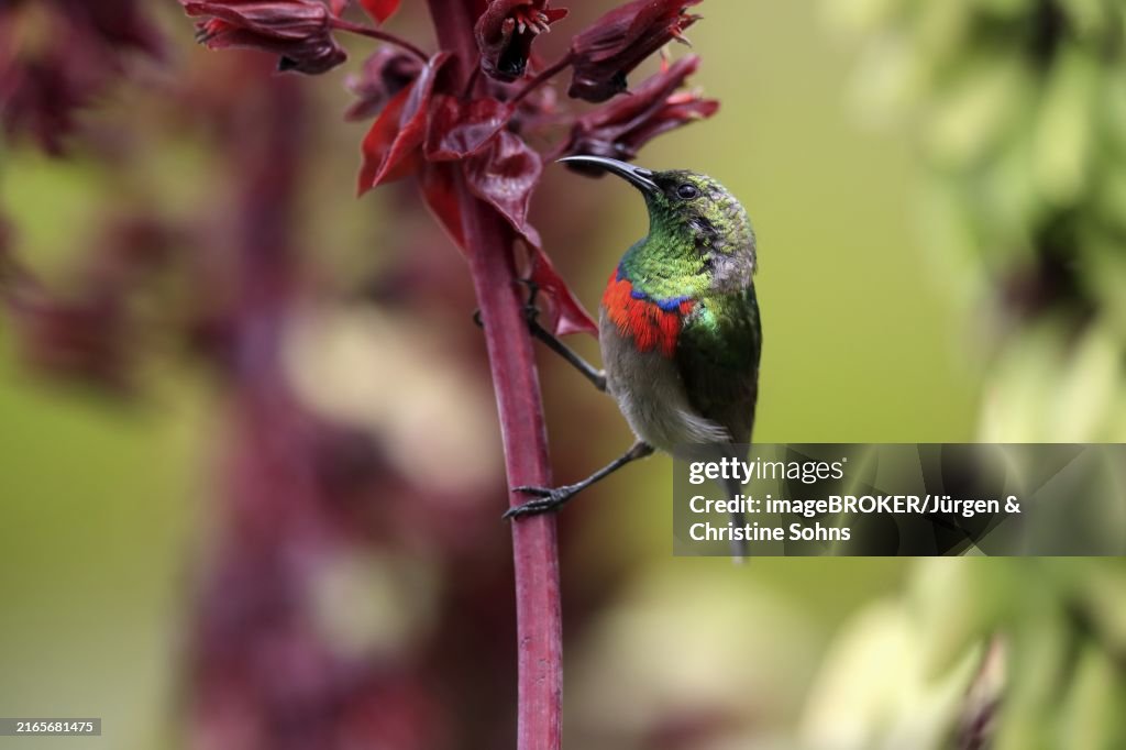 Cape Sunbird (Cinnyris chalybeus), adult, foraging, feeding, on giant honey flower (Melianthus major), Kirstenbosch Botanic Gardens, Cape Town, South Africa, Africa